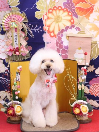 20240119ピッピちゃん